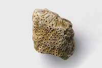 Corallocoloniale_200_200.png Corallocoloniale_200_200.png