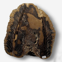 Cycadoidea_200_200.png Cycadoidea_200_200.png