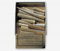 Dentalium_200_200.png Dentalium_200_200.png