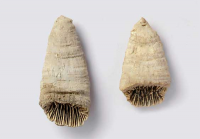 Flabellumsiciliensis_200_200.png Flabellumsiciliensis_200_200.png