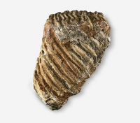 Mammuthus_200_200.png Mammuthus_200_200.png