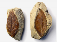 fogliafossile_200_200.png fogliafossile_200_200.png